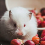 A fluffy white Syrian hamster with red eyes and small gray-tipped ears sits among scattered ripe gooseberries. A white bowl in the background is tipped over, spilling more gooseberries onto a dark surface. Syrian hamsters can eat a variety of fresh foods, including small portions of fruits like apples, bananas, and berries, as well as vegetables such as carrots, cucumbers, and leafy greens. However, fruits should be given in moderation due to their sugar content. The image is to highlight what hamsters can eat