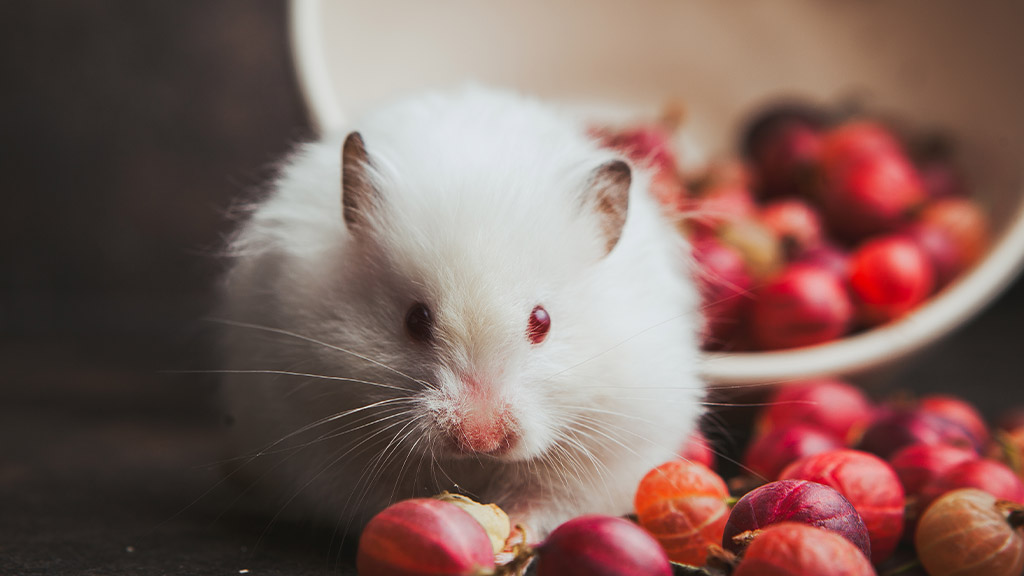 A fluffy white Syrian hamster with red eyes and small gray-tipped ears sits among scattered ripe gooseberries. A white bowl in the background is tipped over, spilling more gooseberries onto a dark surface. Syrian hamsters can eat a variety of fresh foods, including small portions of fruits like apples, bananas, and berries, as well as vegetables such as carrots, cucumbers, and leafy greens. However, fruits should be given in moderation due to their sugar content. The image is to highlight what hamsters can eat