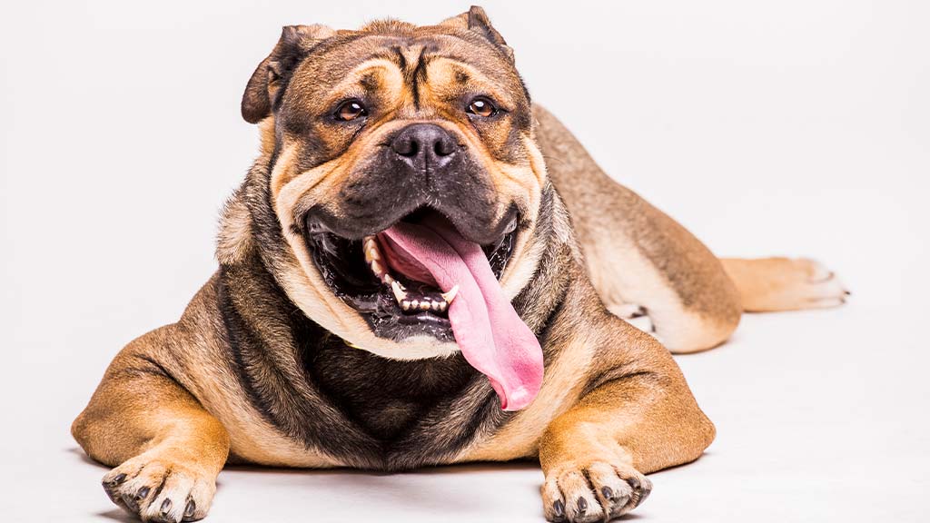 A muscular American Bully lying on a white background with its mouth open and tongue hanging out. The dog's expression appears as if he is panting. This image relates to the article Why dogs pant.