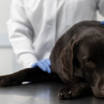 A sad-looking Labrador Retriever lies on an examination table while a veterinarian, wearing a white coat and blue gloves, gently examines the dog. The dog appears lethargic, possibly showing signs of illness. The background features a clean, clinical setting with white walls. This image represents veterinary care and dog health, making it relevant for an article on common dog diseases.