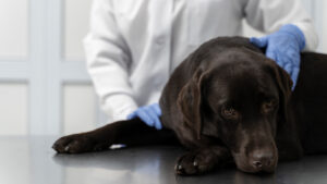 A sad-looking Labrador Retriever lies on an examination table while a veterinarian, wearing a white coat and blue gloves, gently examines the dog. The dog appears lethargic, possibly showing signs of illness. The background features a clean, clinical setting with white walls. This image represents veterinary care and dog health, making it relevant for an article on common dog diseases.