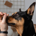 A black and tan Doberman Pinscher mix, indoors with a decorative wire grid and books in the background. The owner is holding the dog's mouth while the dog is placing a paw on his wrist. The image compliments addressing excessive barking in dogs.