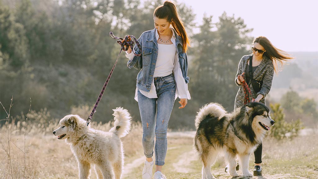 Two young women are walking their dogs on a scenic outdoor trail with tall grass and trees in the background. The woman in the foreground, wearing a denim jacket and ripped jeans, is holding the leash of a fluffy, white Great Pyrenees, who looks calm and attentive. Behind her, another woman in a gray cardigan and sunglasses walks a large Alaskan Malamute with a thick coat and a happy expression. The dogs are walking parallel to each other at a safe distance, illustrating the best method on how to introduce a new dog to your existing pets—neutral territory and controlled interactions. The natural lighting and relaxed body language of both owners and dogs create a peaceful and harmonious atmosphere.