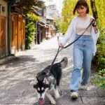 A young woman with shoulder-length brown hair, wearing a white open-front shirt, beige top, blue jeans, and white sneakers, walks a Siberian Husky on a black leash along a traditional Japanese-style street. The dog, with its thick black-and-white fur and pink tongue hanging out, moves slightly ahead, sniffing the ground. The setting includes wooden buildings with sliding doors, lush green plants, and a stone-paved walkway under soft sunlight. The image captures a moment of controlled yet relaxed leash training, demonstrating how to leash-train your dog in a calm and scenic environment.