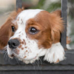 A sad-looking Cavalier King Charles Spaniel resting its head on a black metal fence, gazing into the distance with a longing expression. The dog has a white and chestnut-colored coat with distinctive freckles on its muzzle and large, expressive brown eyes. The slightly blurred green foliage in the background adds depth to the image. This image represents separation anxiety in dogs, highlighting the emotional distress they feel when left alone.