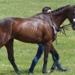 Steeple Chaser - one from the Thoroughbred horse breed, being led by a handler across a grassy field. The horse has a sleek brown coat, a white noseband, and a lean, athletic build, characteristic of the Thoroughbred breed. The handler, partially visible behind the horse, is dressed in casual attire and guiding the horse with a bridle.