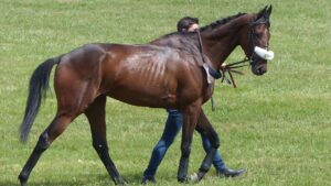 Steeple Chaser - one from the Thoroughbred horse breed, being led by a handler across a grassy field. The horse has a sleek brown coat, a white noseband, and a lean, athletic build, characteristic of the Thoroughbred breed. The handler, partially visible behind the horse, is dressed in casual attire and guiding the horse with a bridle.