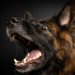 A German Shepherd, in a dark background, barking with its mouth wide open. This image captures a common scenario of dog barking and is for the article Why Dogs Bark.