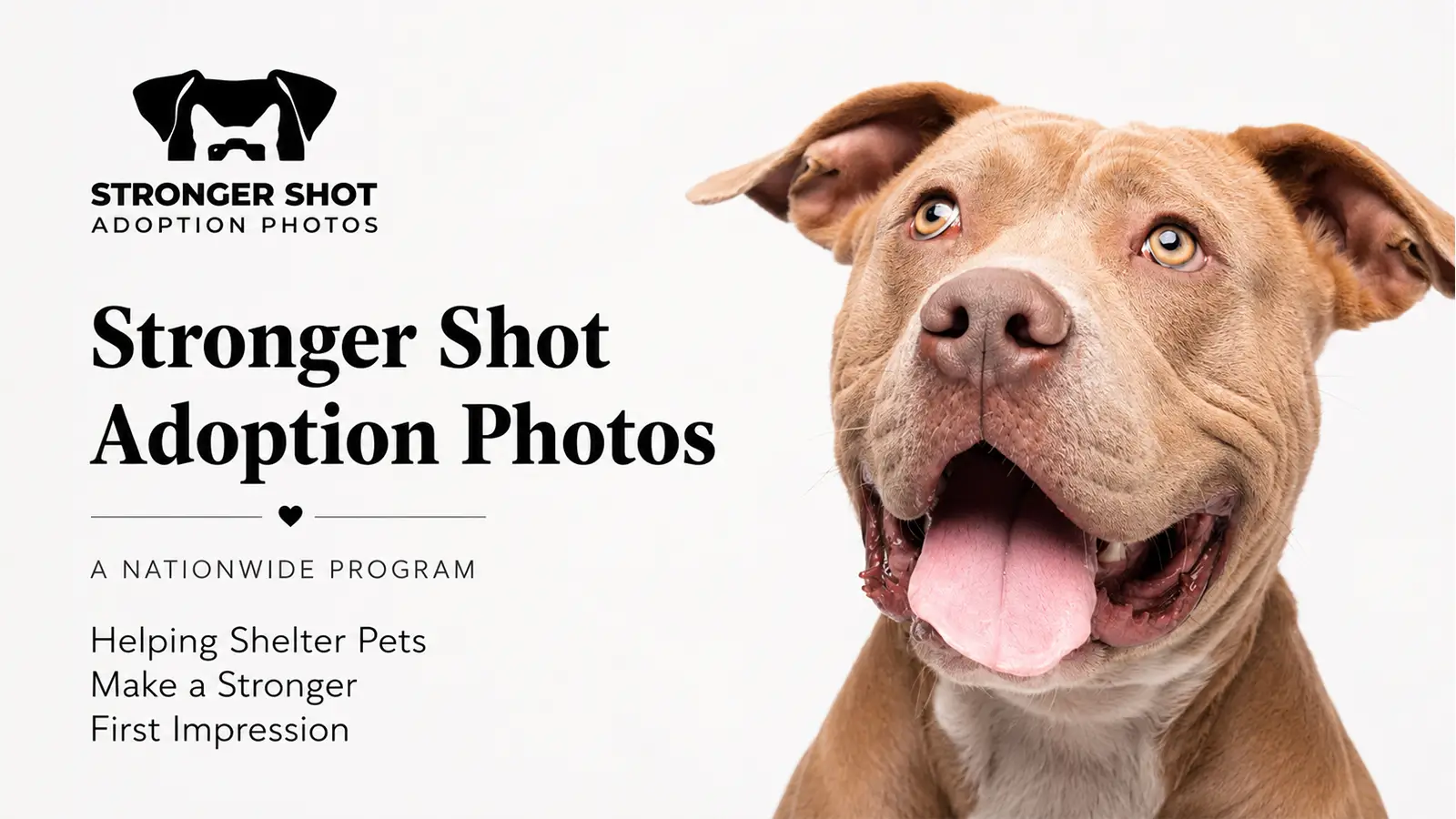 Pet Adoption Photography