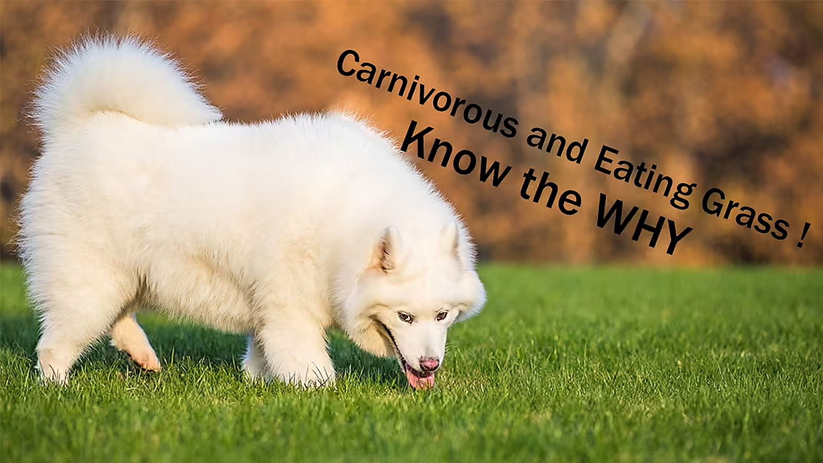 White dog eating grass outdoors with text explaining why carnivorous dogs eat grass.