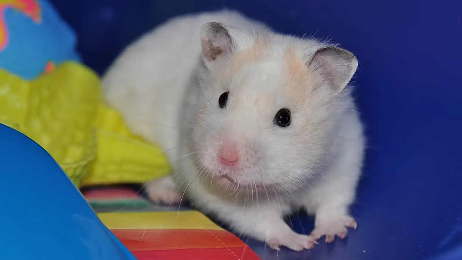 White pet hamster exploring a colorful play area with a blue background.