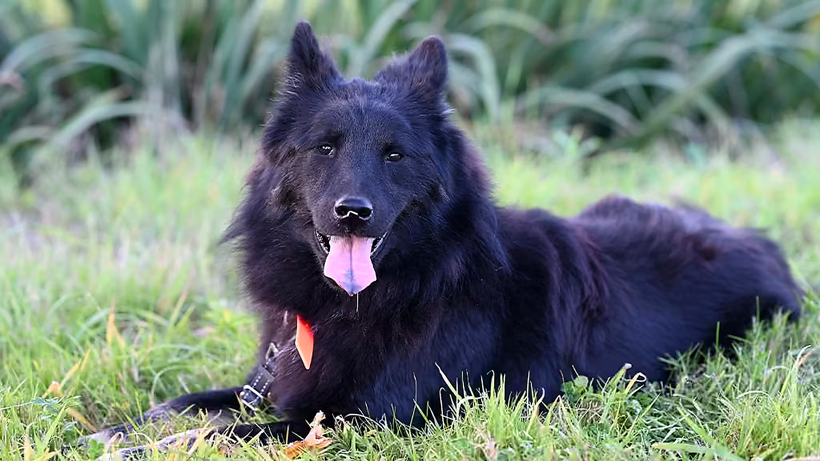 Long-haired black dog relaxing on grass in a natural outdoor environment.