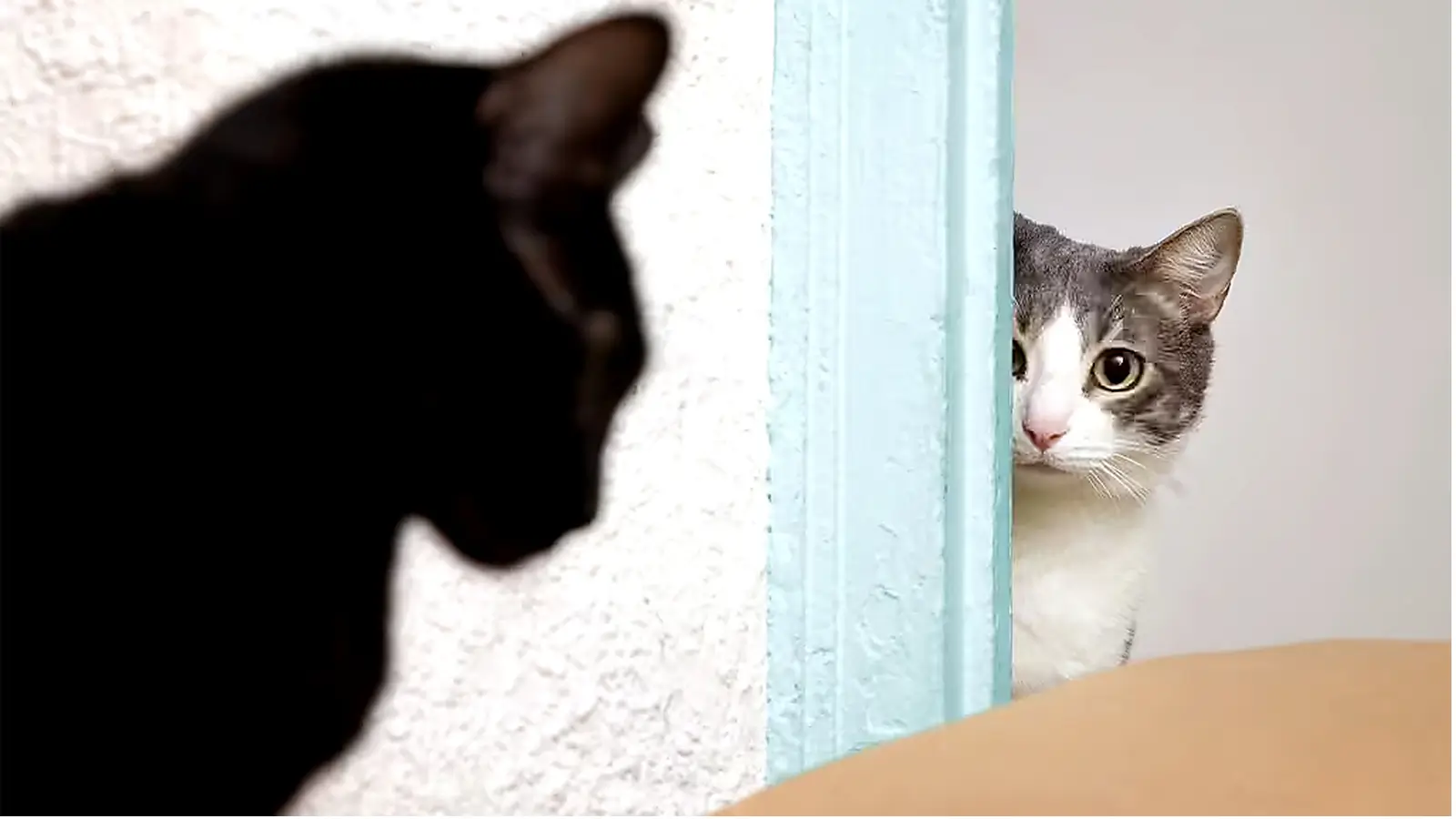 Two cats cautiously watching each other from opposite sides of doorway.