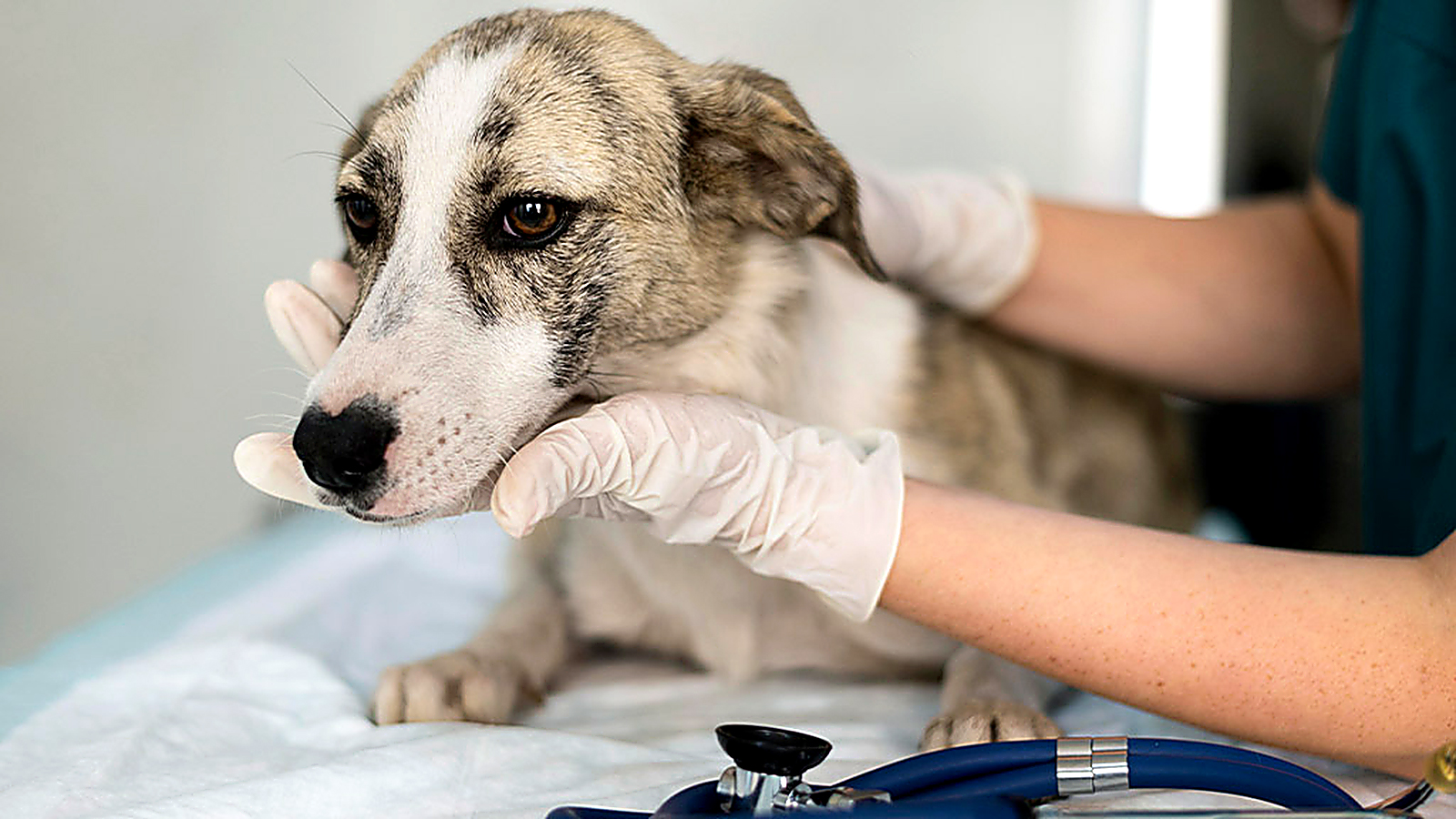 Veterinarian examining a dog during a clinical health check at an animal hospital.