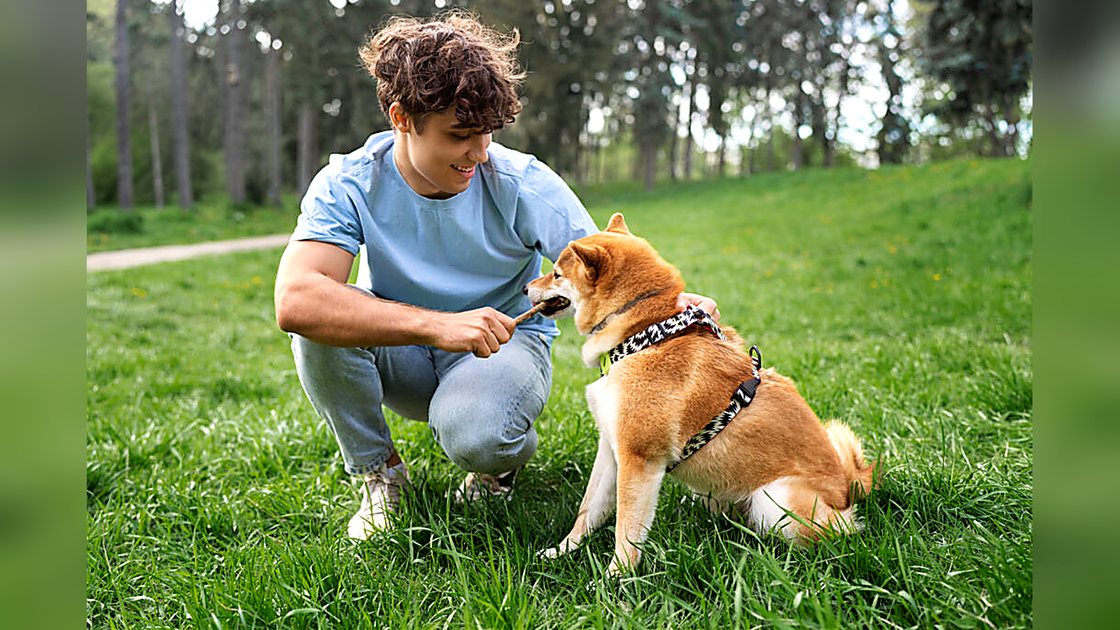 Man training a Shiba Inu with a treat during an outdoor obedience session in a park.