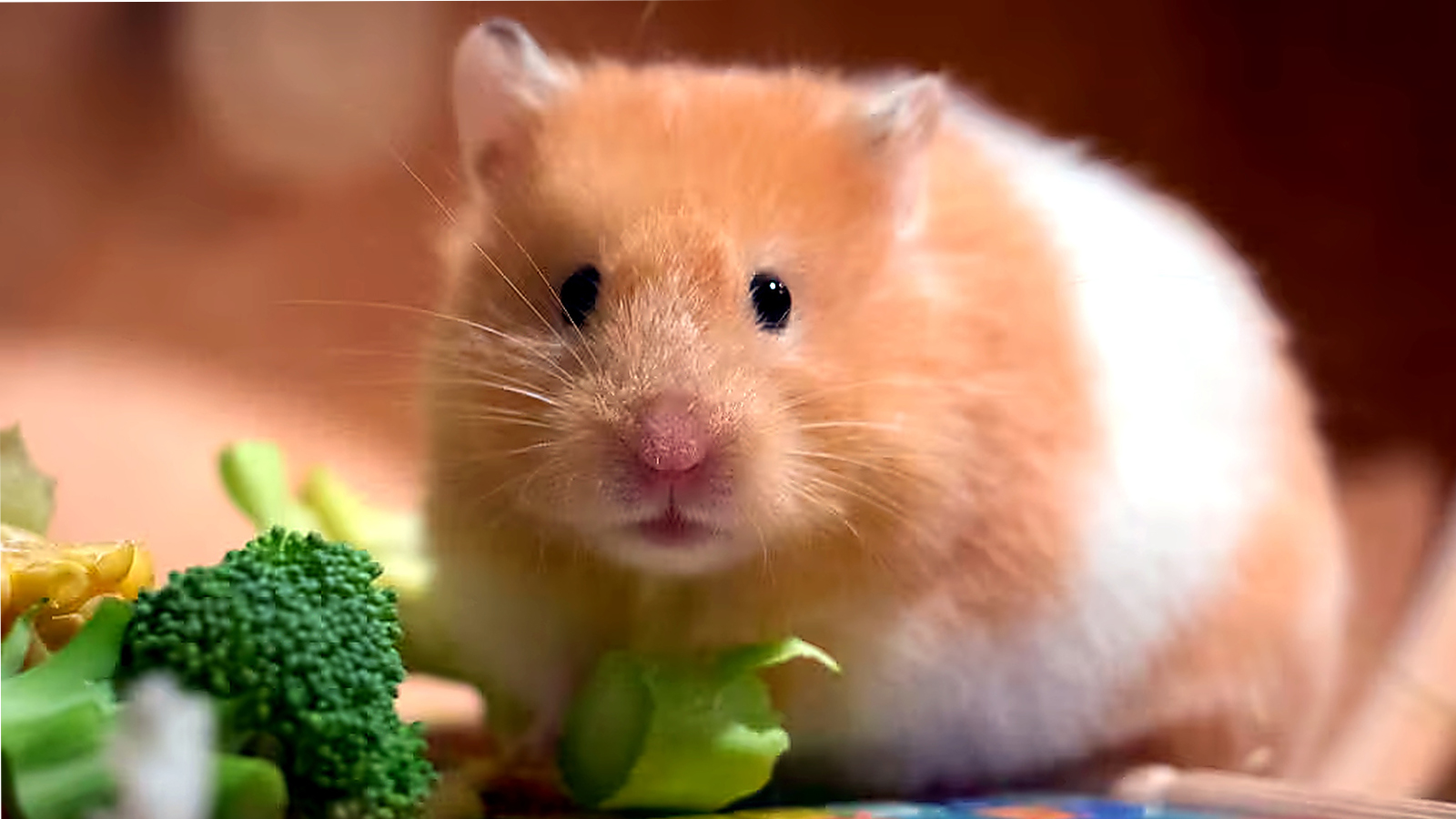 Pet hamster sitting beside broccoli and vegetables on a feeding surface
