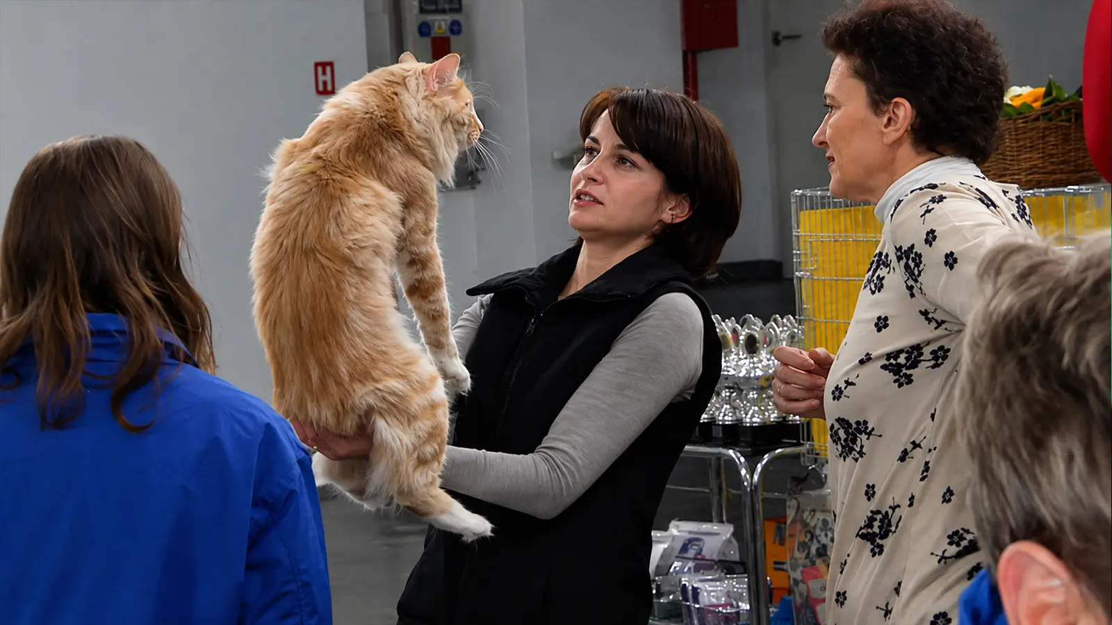 Cat show participant presenting a large Maine Coon cat to judges during a pedigree cat competition at an indoor feline exhibition.