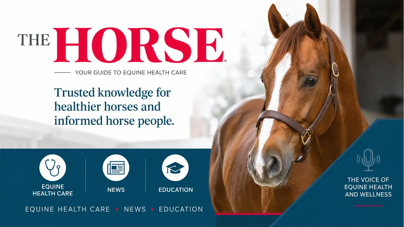 The Horse