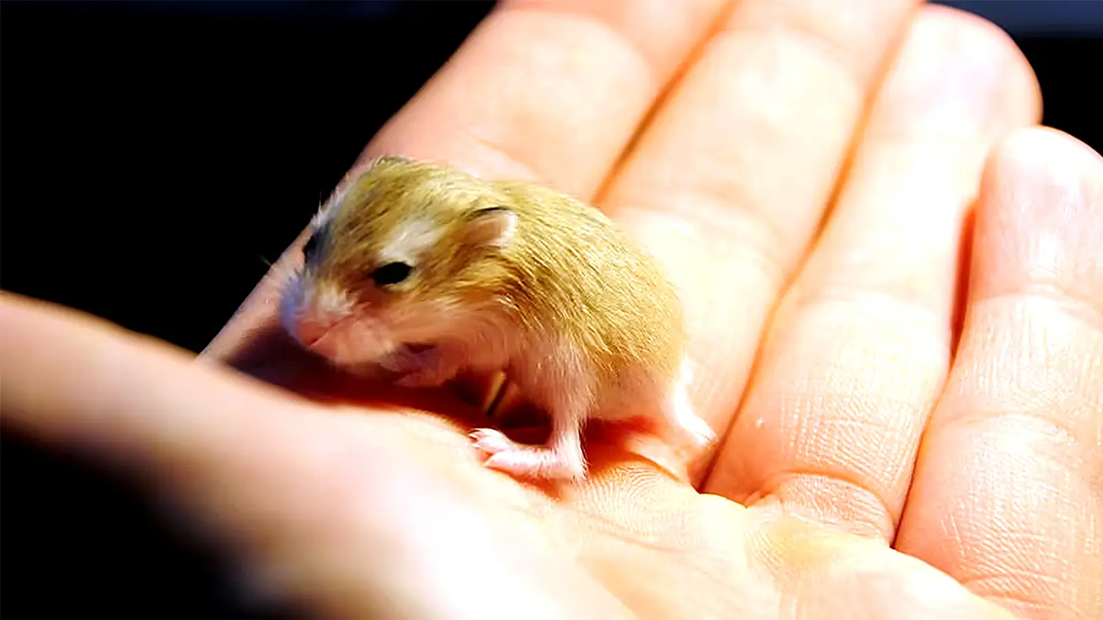Tiny baby hamster resting safely in a person's open hand.