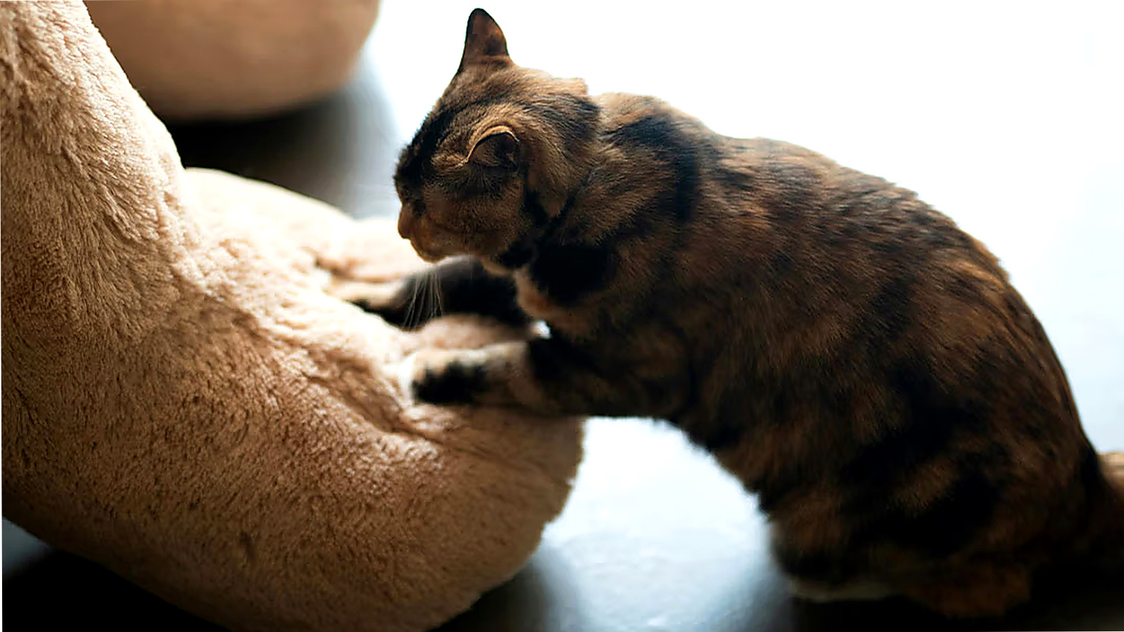 Tabby cat scratching a soft cat bed or scratching surface indoors.