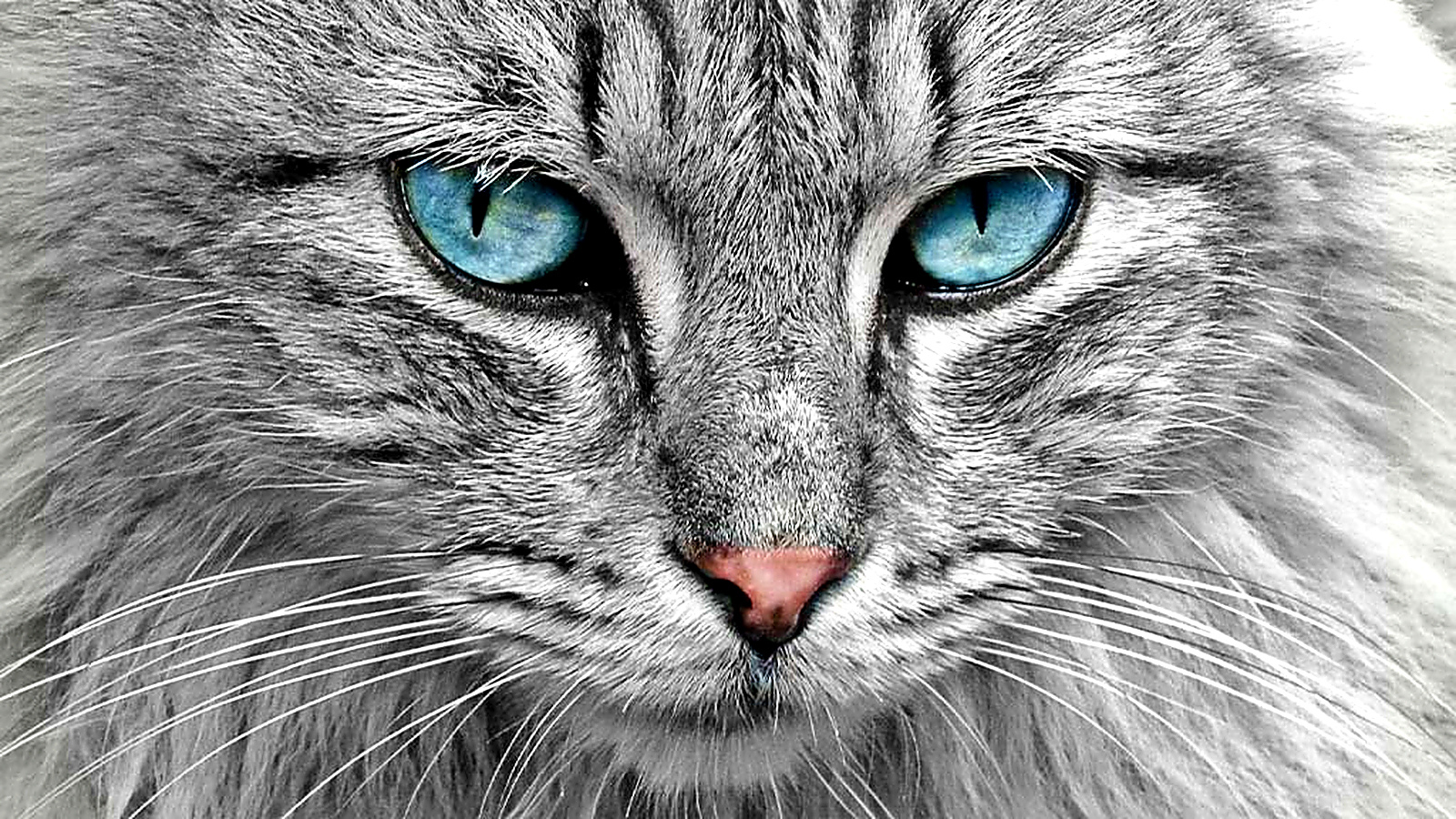 Close-up of a gray cat with striking blue eyes showing detailed feline facial features.