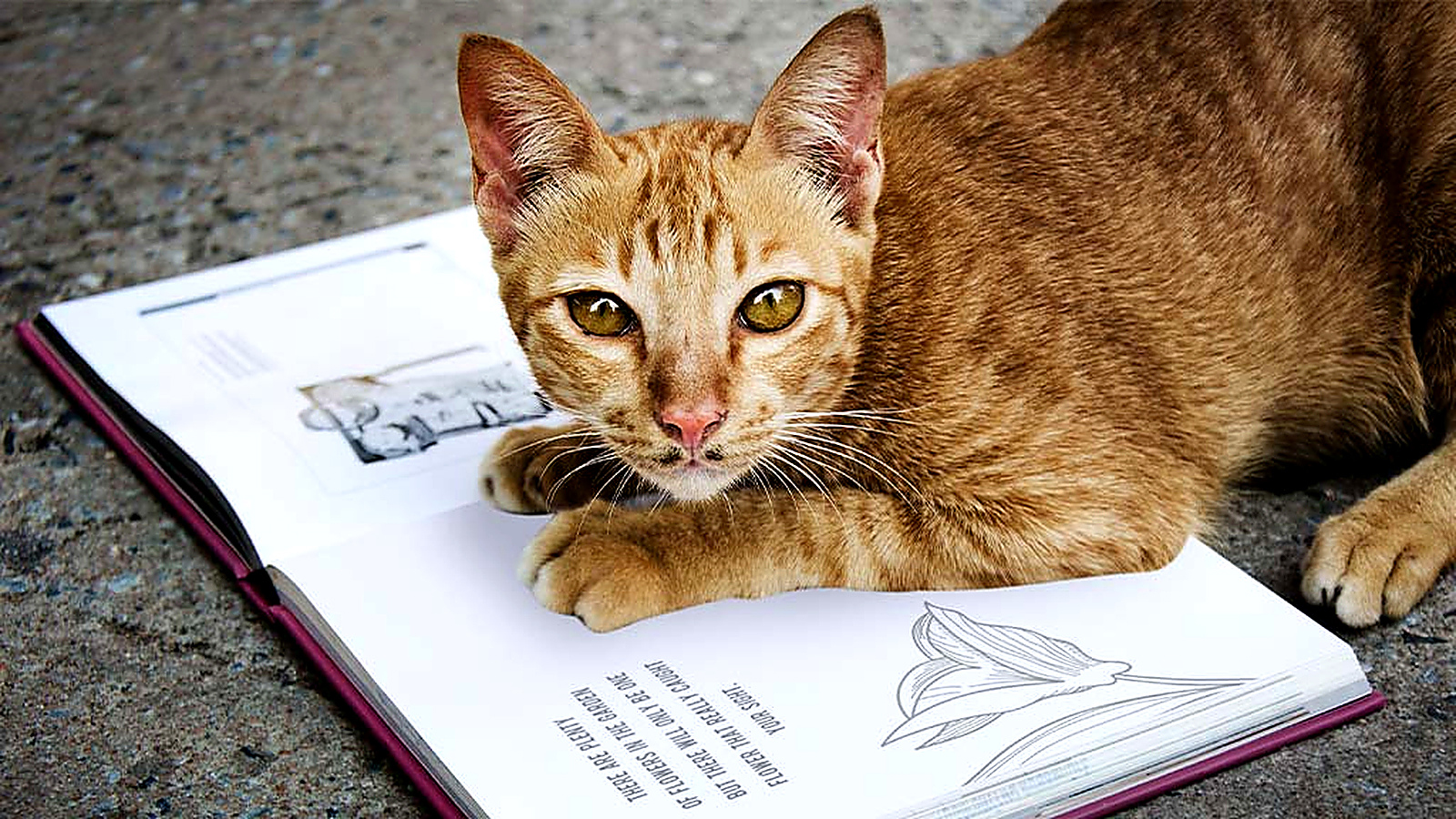 Orange tabby cat resting on an open book while looking directly toward the camera.