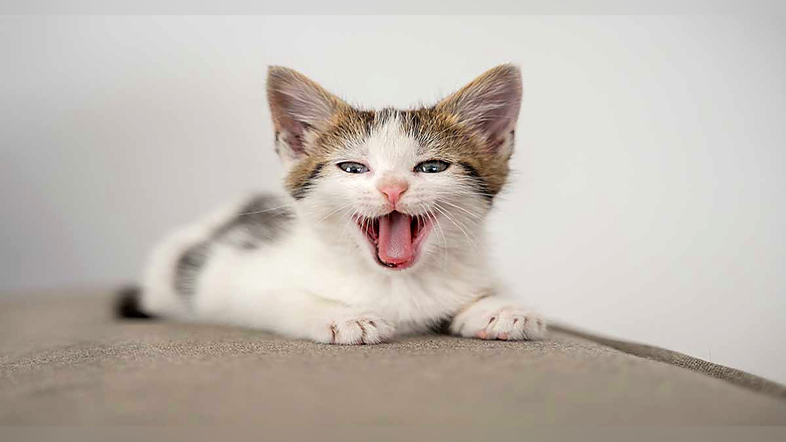 Young white and tabby kitten meowing with its mouth open while resting on a sofa.