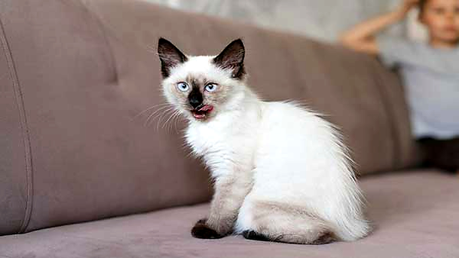 Blue-eyed Siamese kitten sitting on a sofa and licking its lips inside a home.