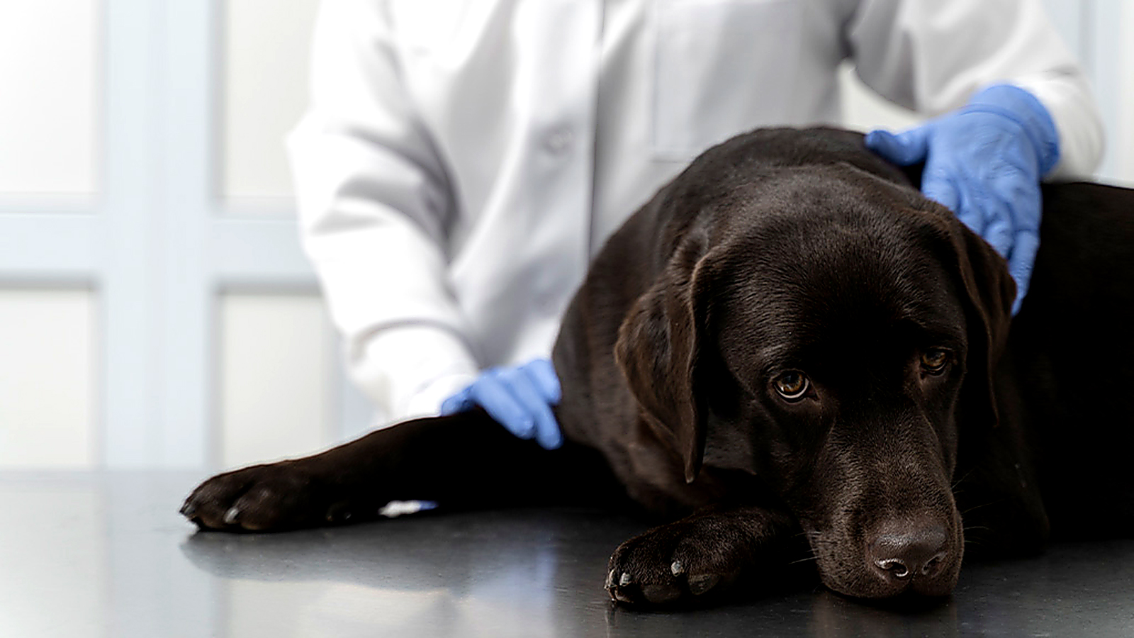 Veterinarian examining a black Labrador Retriever on a veterinary clinic table.