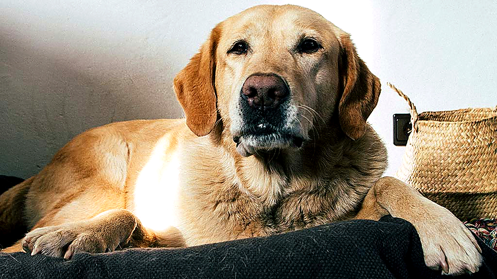 Yellow Labrador Retriever relaxing indoors on a sofa in natural sunlight