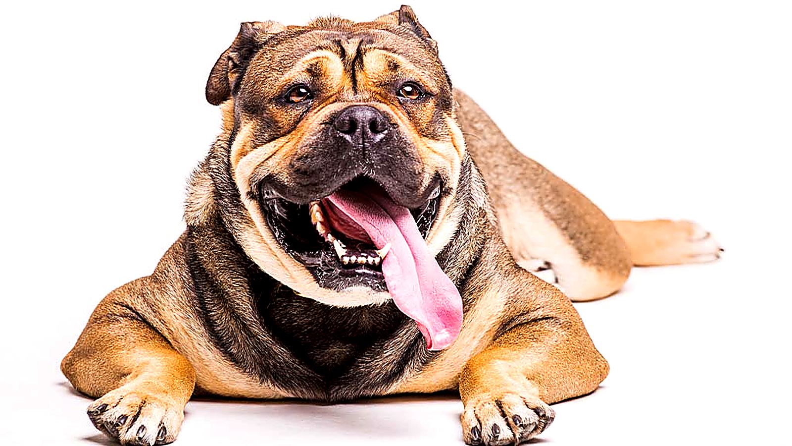 Large brown Bulldog lying down with its tongue out against a white background.