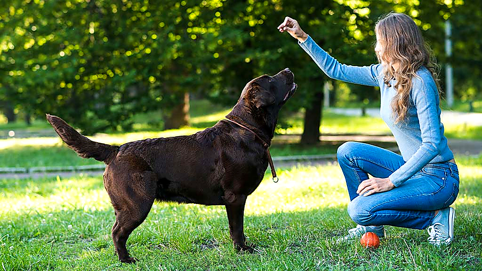 Woman training a black Labrador Retriever with a hand signal and reward outdoors.