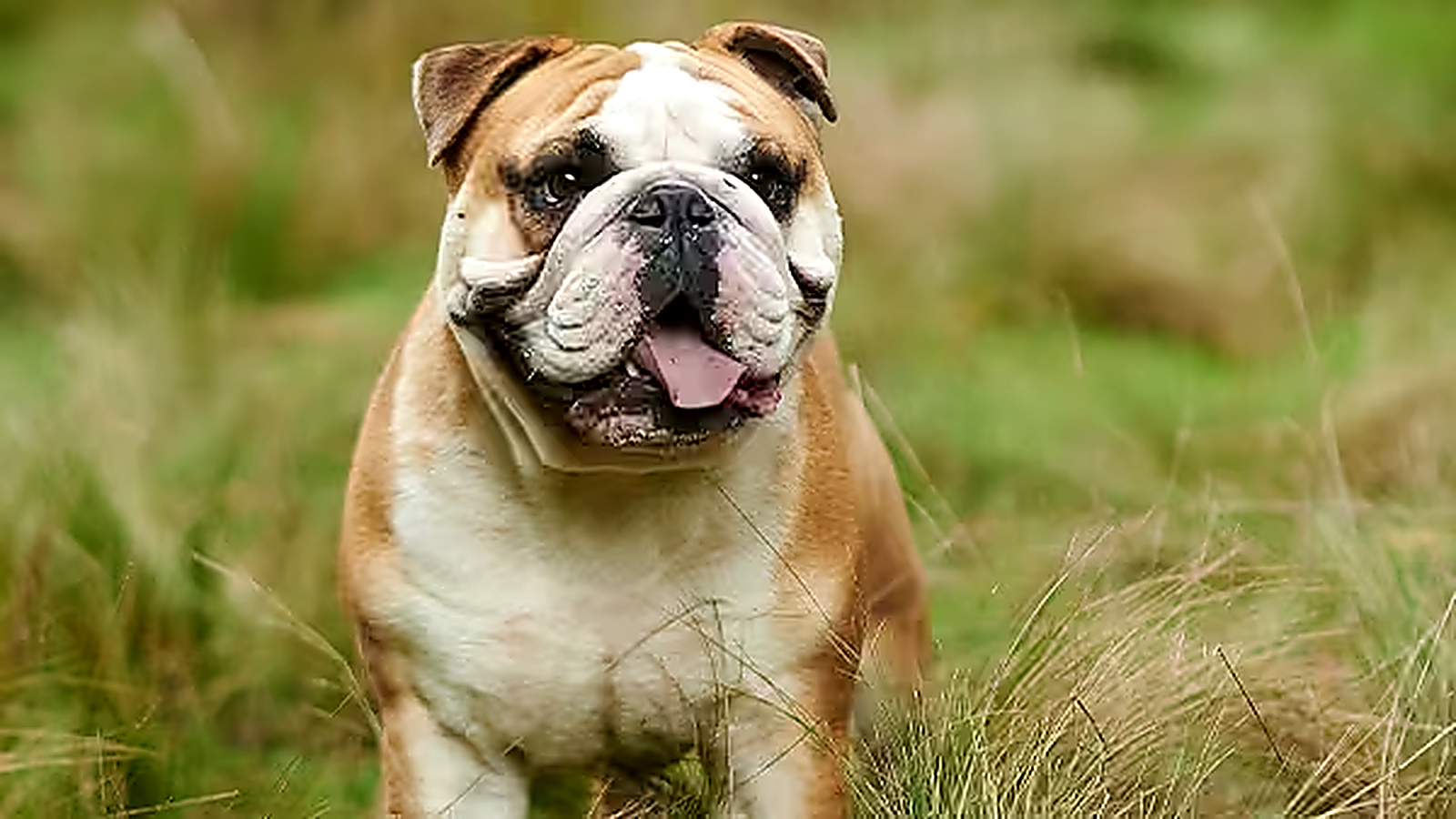 English Bulldog standing on grass outdoors with its tongue out.