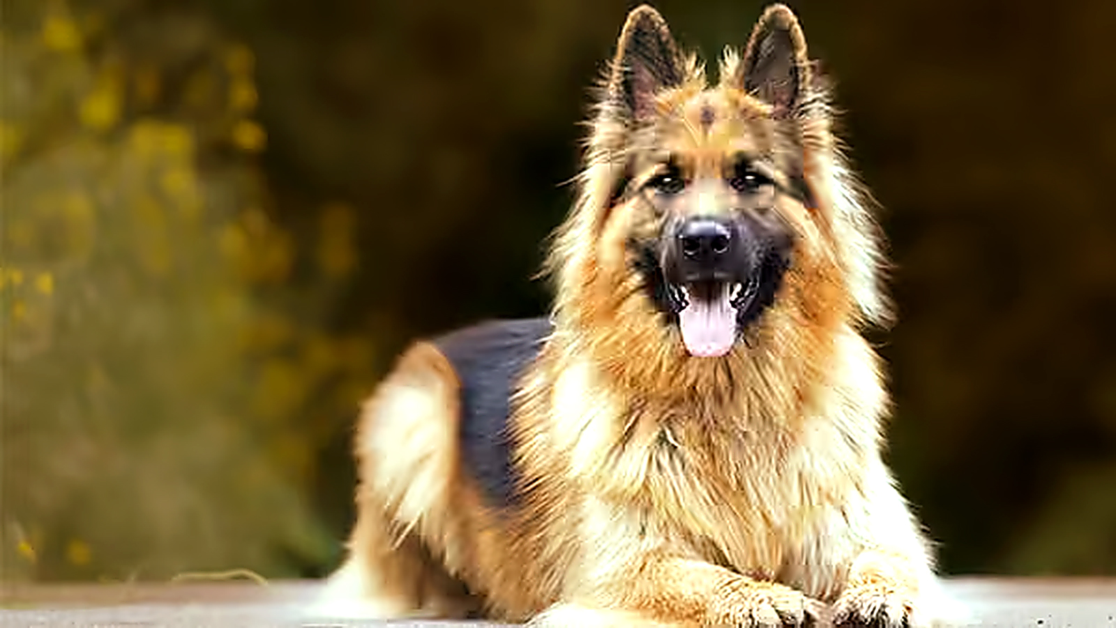 Long-haired German Shepherd lying outdoors with alert ears and tongue out.