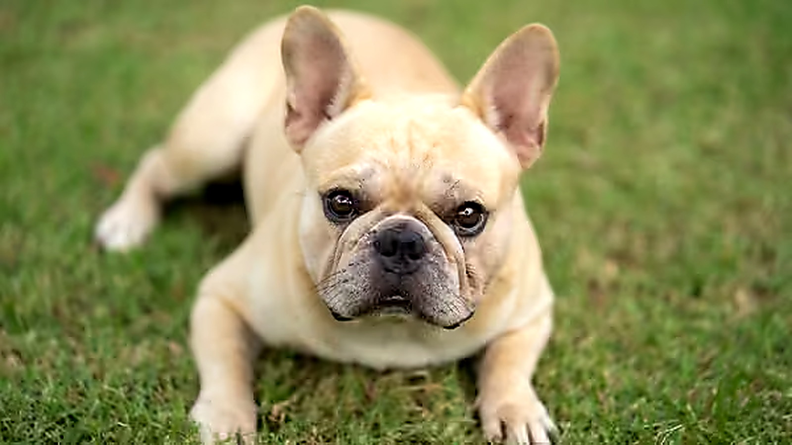 Cream French Bulldog lying on green grass and looking toward the camera.