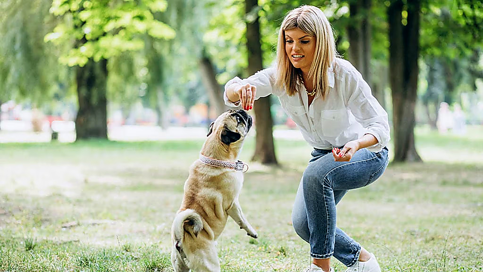 Woman training a Pug with treats using positive reinforcement in an outdoor park.