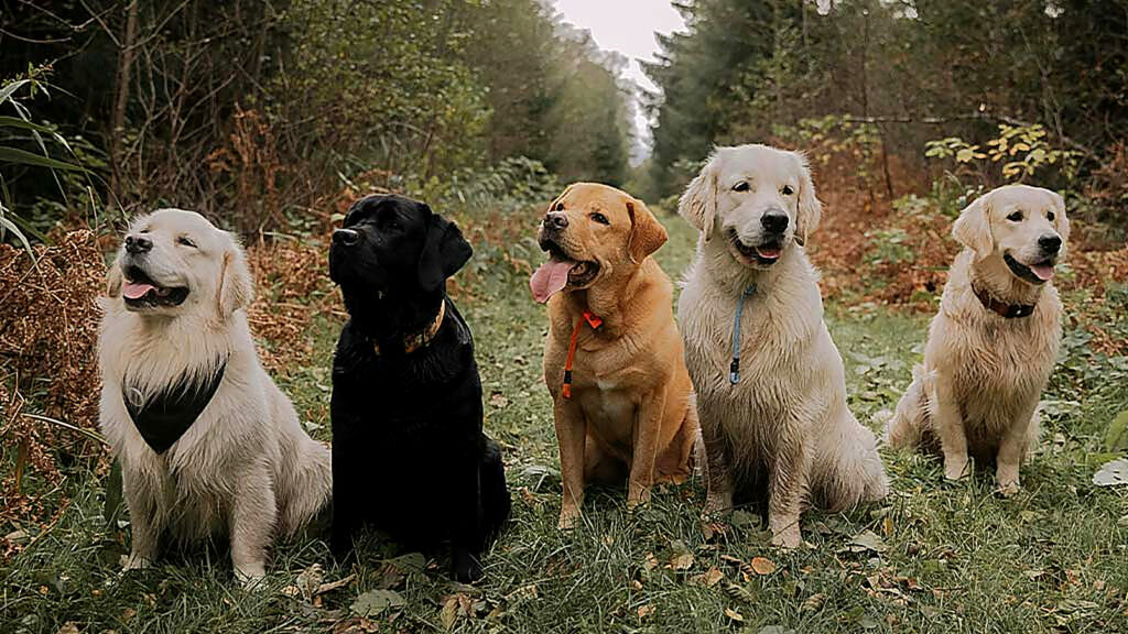 Five dogs sitting together on a woodland trail during an outdoor group activity.