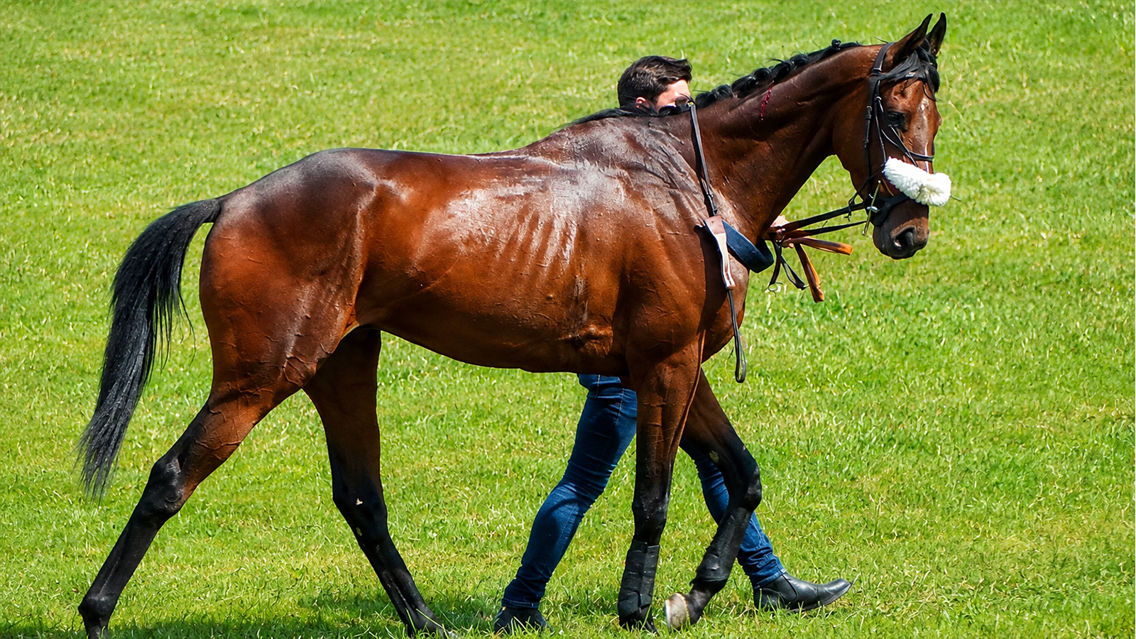 Handler leading a groomed brown horse across a green field during an equestrian event.