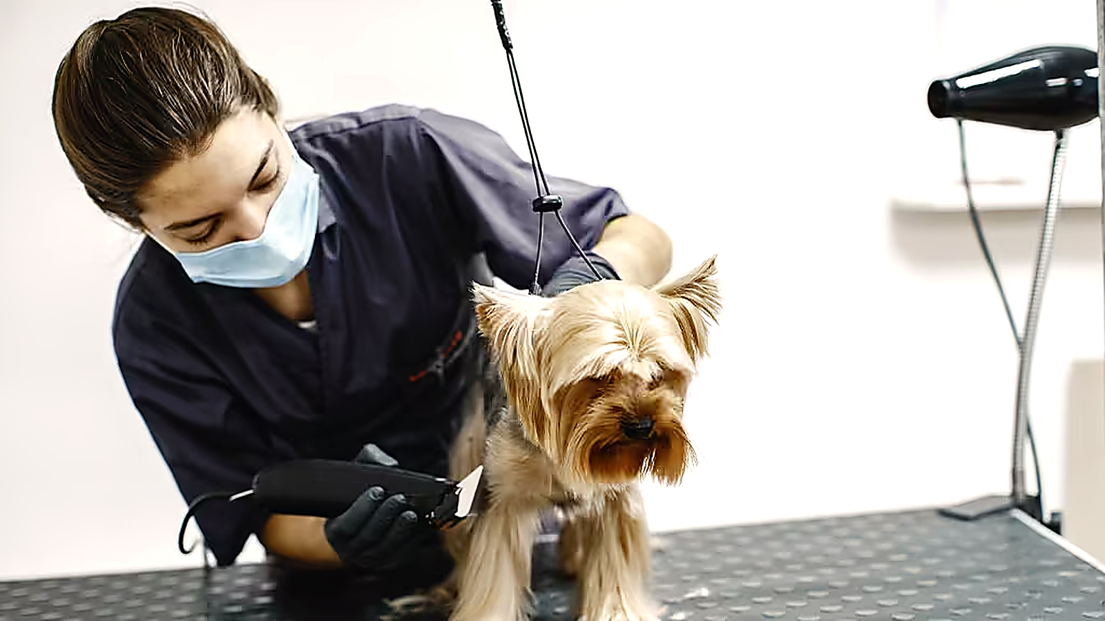 Veterinarian using a stethoscope to examine a small dog during a routine veterinary checkup.