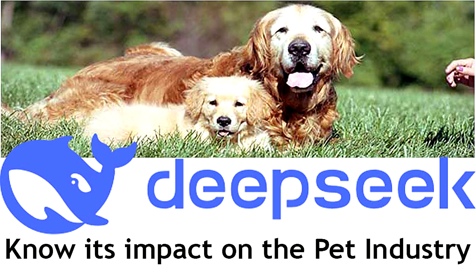 DeepSeek graphic with Golden Retrievers and text about its impact on the pet industry.