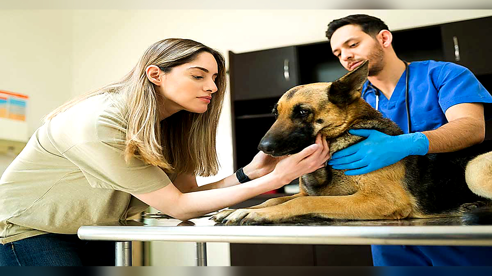 Veterinarian examining a German Shepherd while the dog's owner provides support at a veterinary clinic.