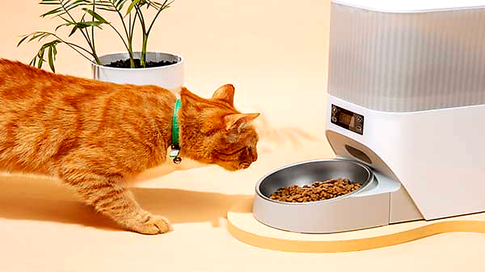 Orange tabby cat approaching an automatic pet feeder filled with dry cat food.