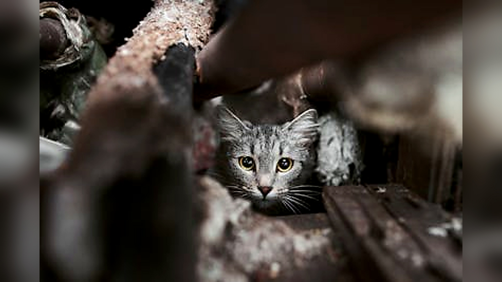 Gray tabby cat hiding between objects in a dark sheltered space and looking toward the camera.