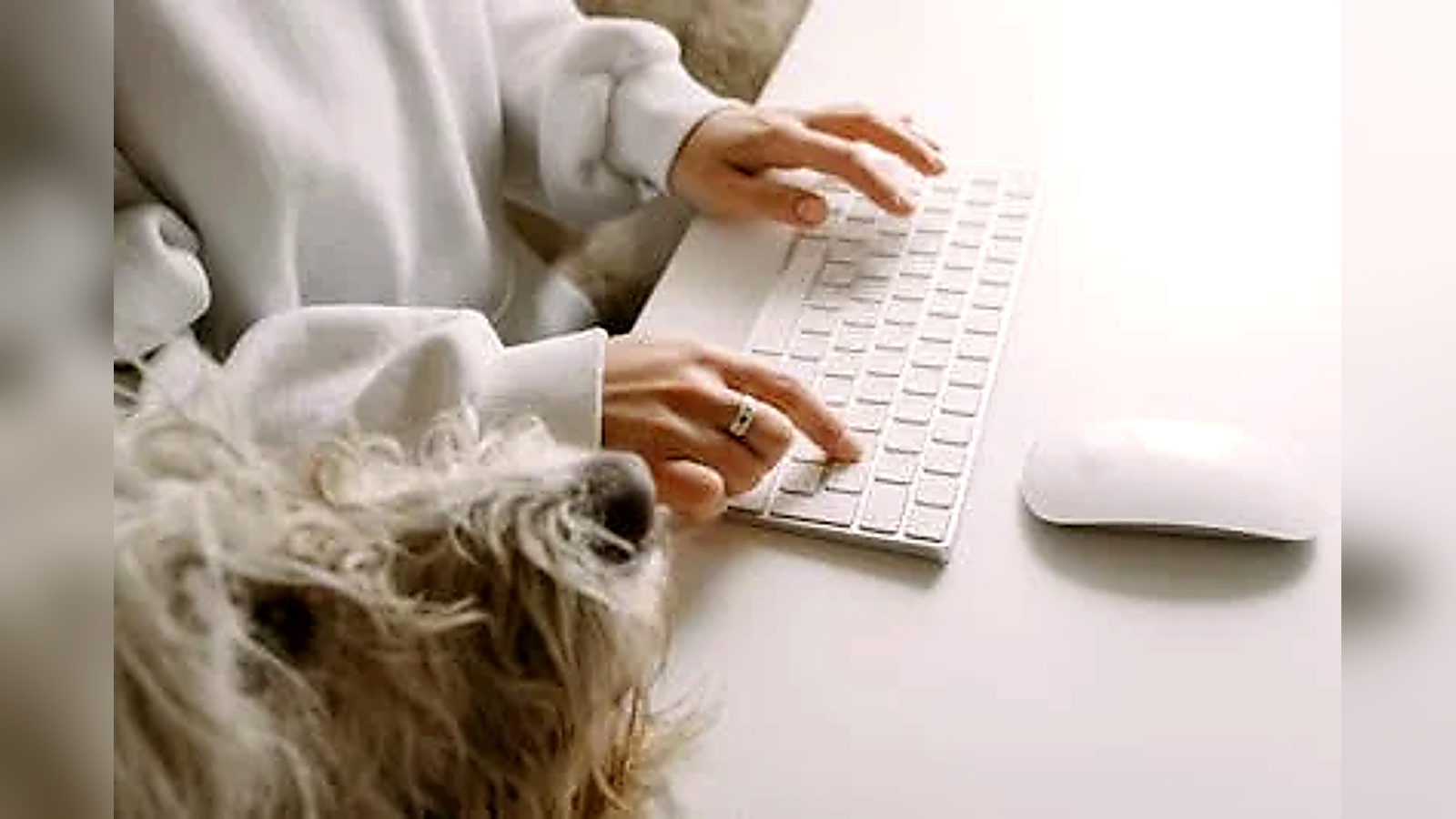 Person typing at a computer while a shaggy dog rests beside the home office workspace.