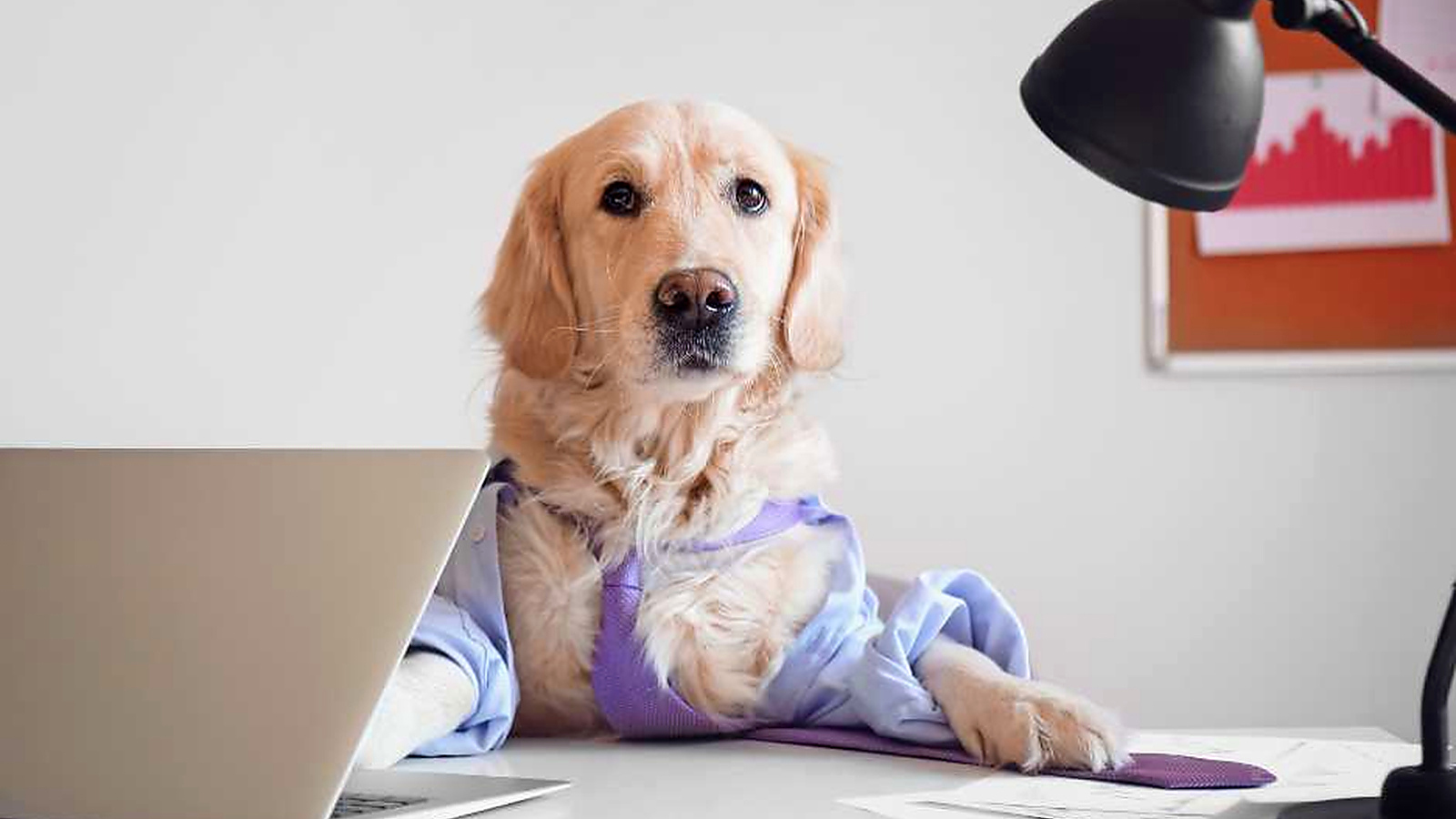 Golden Retriever sitting at an office desk with a laptop and paperwork.