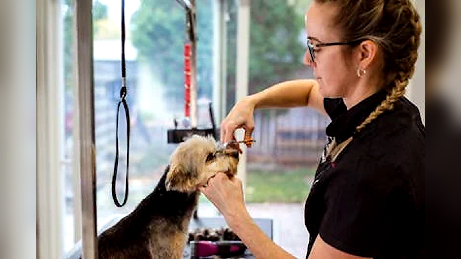 Professional dog groomer trimming a small dog's facial coat with grooming scissors.