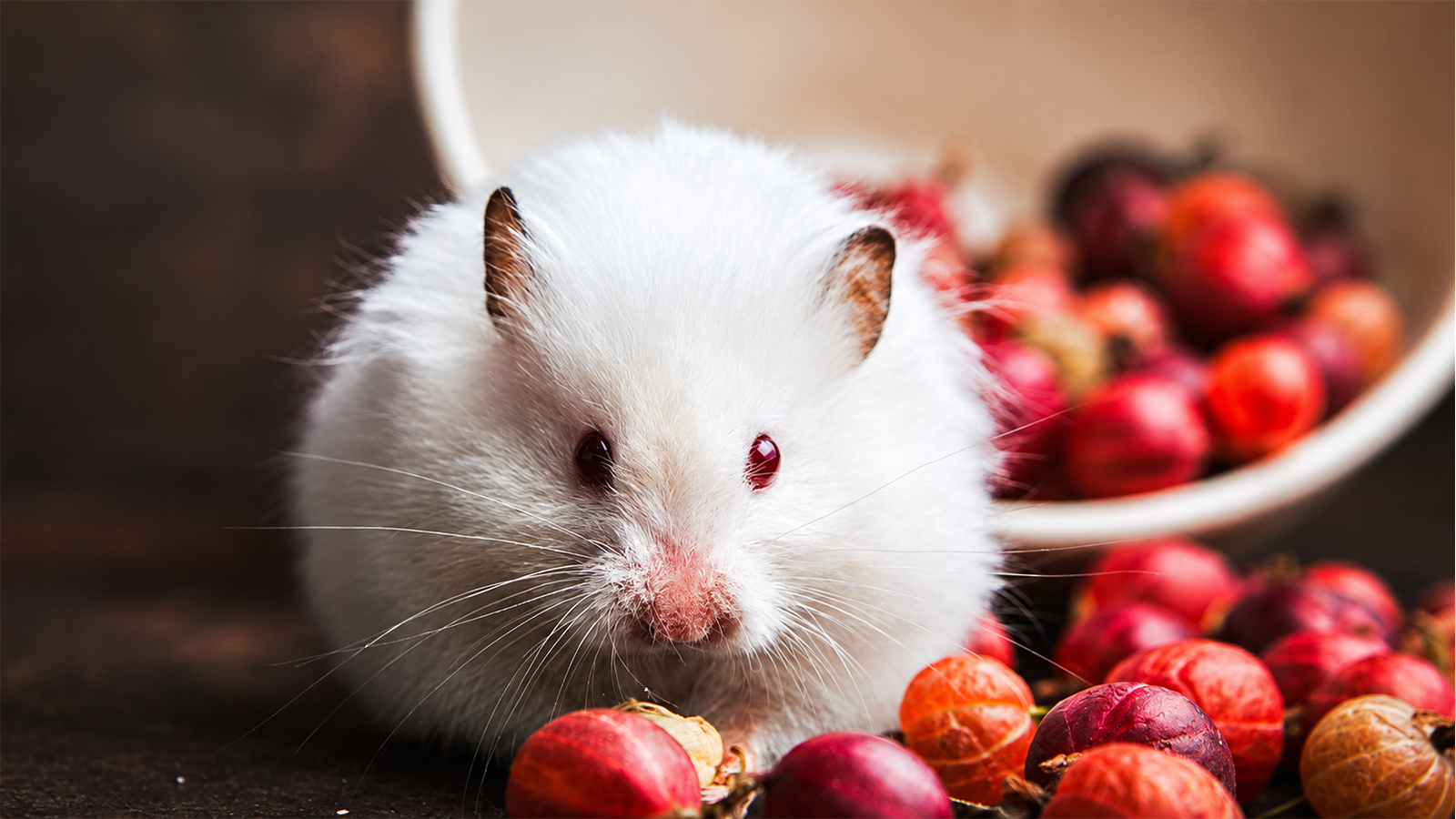 White hamster surrounded by red berries and fruit during a small-pet feeding scene.