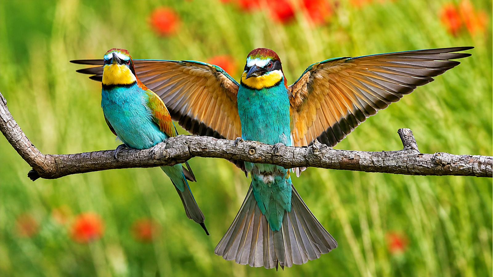 Two colorful European bee-eaters perched on a branch, with one bird spreading its wings.