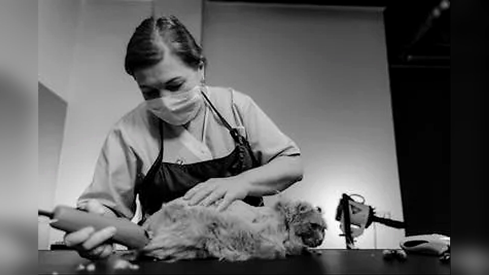 Pet care professional wearing a face mask handling a small dog on a grooming or examination table.