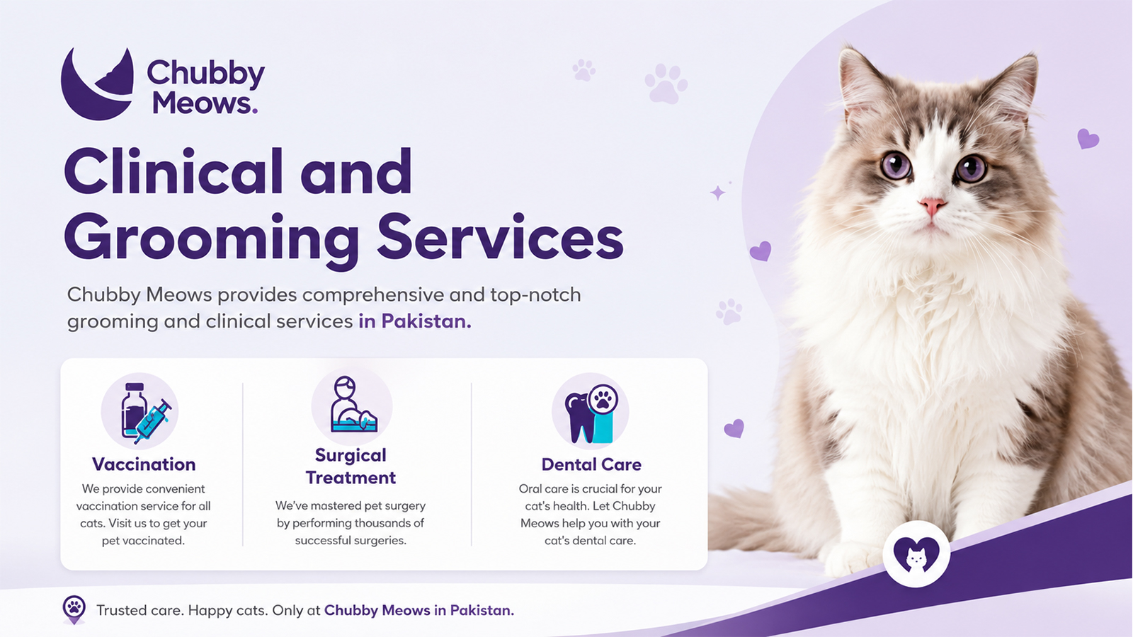 Chubby Meows cat clinical and grooming services in Pakistan with vaccination, surgery, and dental care.